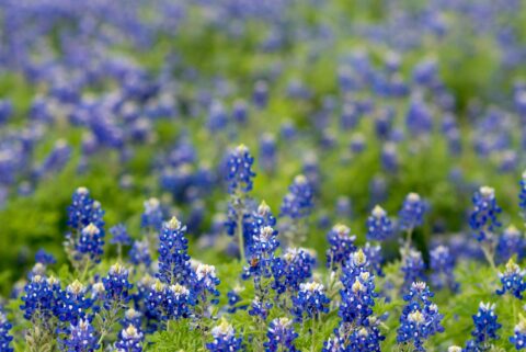 Bluebonnet flowers